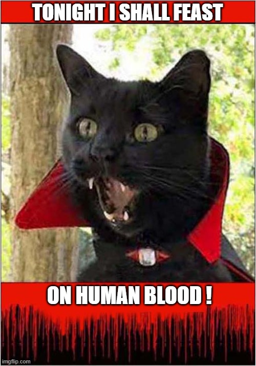 Be Afraid Of The Vampire Cat ! | TONIGHT I SHALL FEAST; ON HUMAN BLOOD ! | image tagged in cats,count dracula,vampire | made w/ Imgflip meme maker