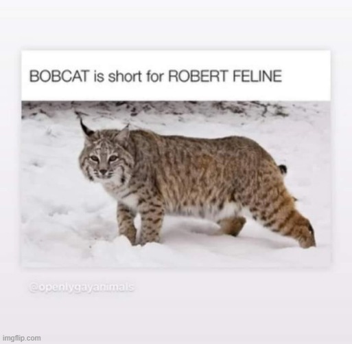 The bobcat's actual name is Robert Feline.  - funny - | image tagged in cats,kitten,funny,names,humor,play on words | made w/ Imgflip meme maker