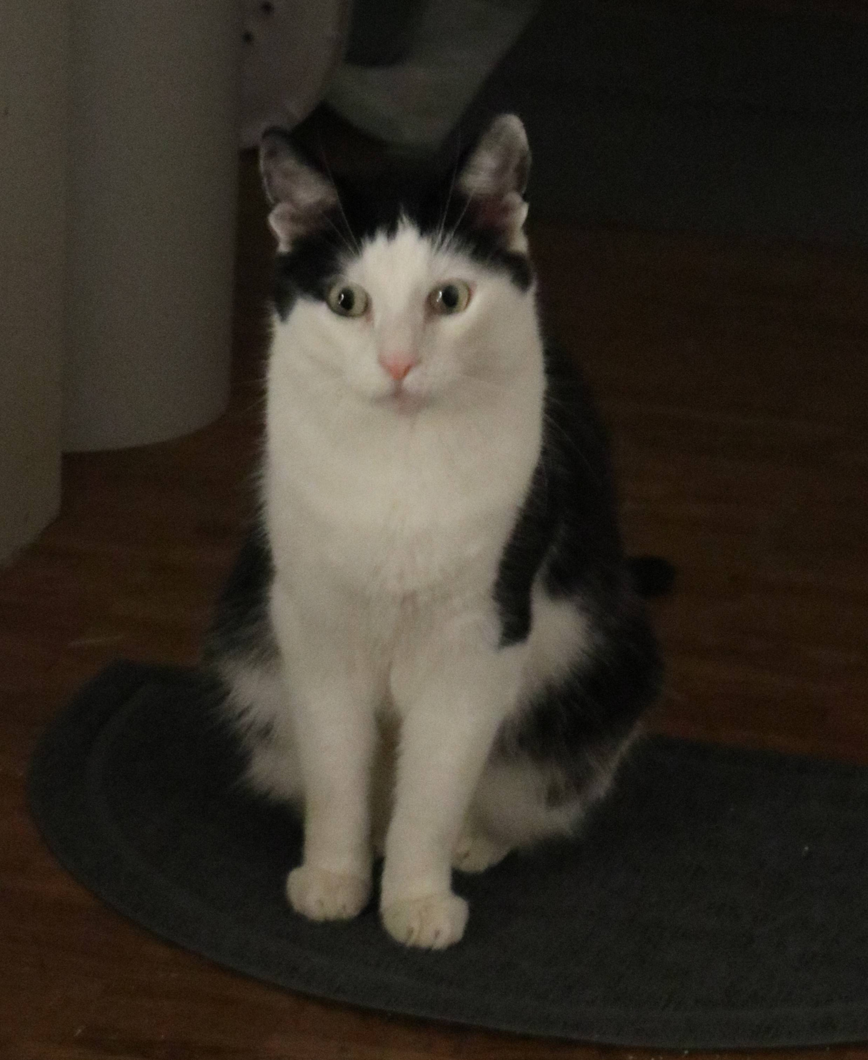 Shocked Cat Blank Meme Template