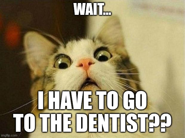 Dear God, no | WAIT... I HAVE TO GO TO THE DENTIST?? | image tagged in memes,scared cat | made w/ Imgflip meme maker