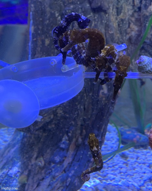 Sea whores | made w/ Imgflip meme maker