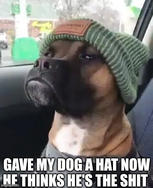Gave My Dog A Hat Now He Thinks He's The Shit | GAVE MY DOG A HAT NOW HE THINKS HE'S THE SHIT | image tagged in chrisjoines1 | made w/ Imgflip meme maker