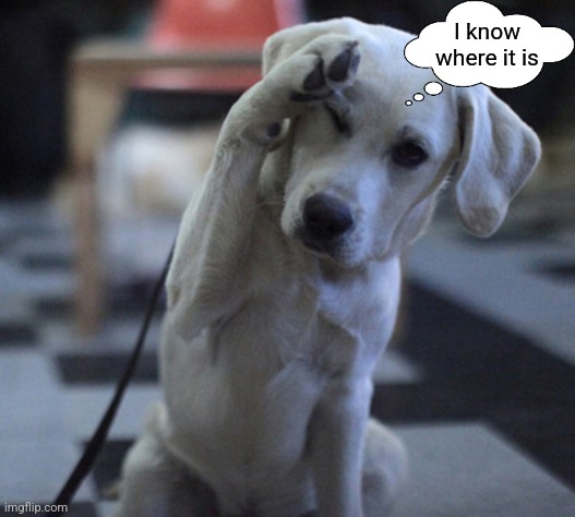 Dog Saluting | I know where it is | image tagged in dog saluting | made w/ Imgflip meme maker