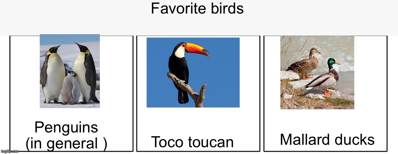 Trend I think | Favorite birds; Penguins (in general ); Mallard ducks; Toco toucan | image tagged in 1x3 comic panel blank | made w/ Imgflip meme maker