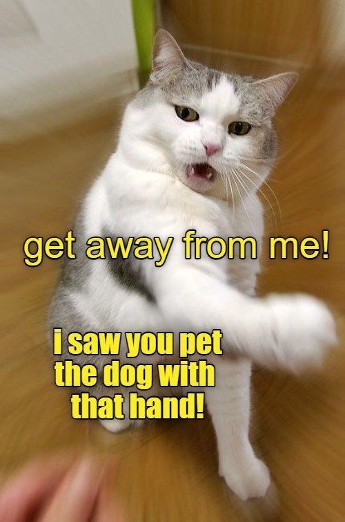 Get Away From Me | image tagged in cats,dogs,funny cats,funny,slapped,go away | made w/ Imgflip meme maker