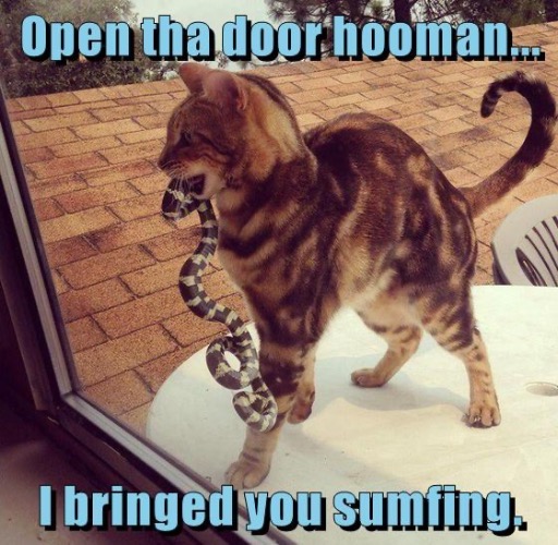 Gift For Teh Hooman | image tagged in cats,funny cat memes,snakes,gift,funny,here ya go | made w/ Imgflip meme maker