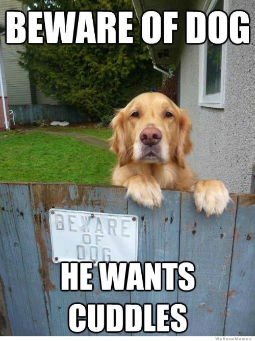 Gimme Cuddles | image tagged in dogs,funny dogs,cuddle,beware,friendly doggo,cute | made w/ Imgflip meme maker