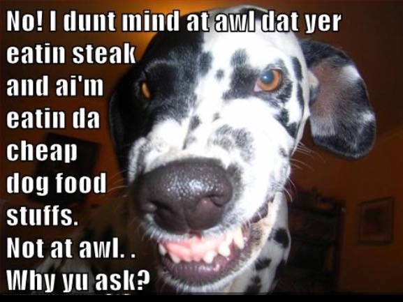 Not At Awl | image tagged in dogs,funny dog memes,cheap,steak dinner,angry,facial expressions | made w/ Imgflip meme maker