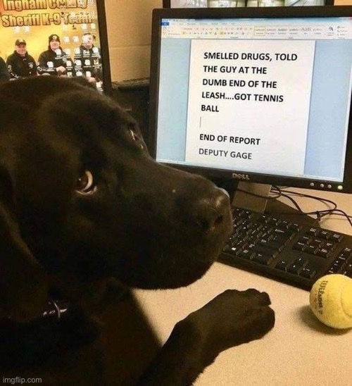 Working dog | image tagged in working,dog,dumb people | made w/ Imgflip meme maker