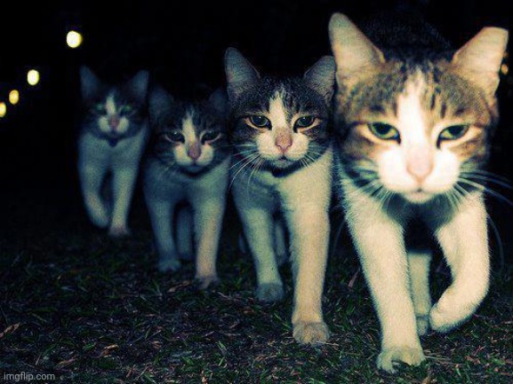 Wrong Neighboorhood Cats | image tagged in wrong neighboorhood cats | made w/ Imgflip meme maker