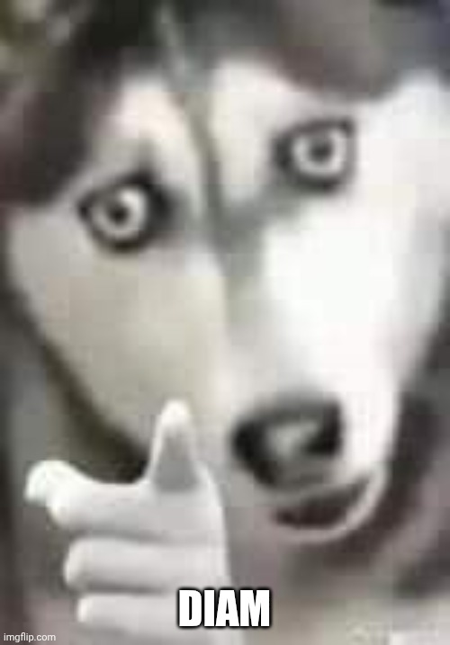 husky pointing | DIAM | image tagged in husky pointing | made w/ Imgflip meme maker