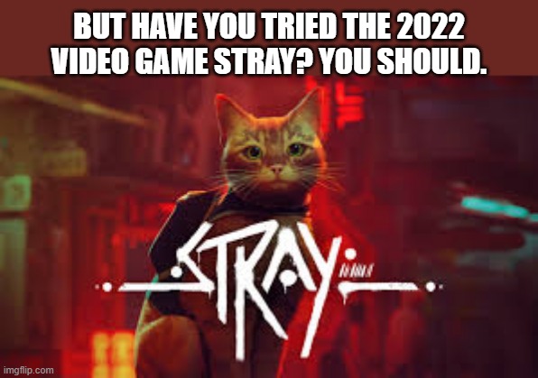 Have you tried the video game Stray from 2020? Give it a try. | BUT HAVE YOU TRIED THE 2022 VIDEO GAME STRAY? YOU SHOULD. | image tagged in gaming,games,video games,cats,pc gameing,kitten | made w/ Imgflip meme maker