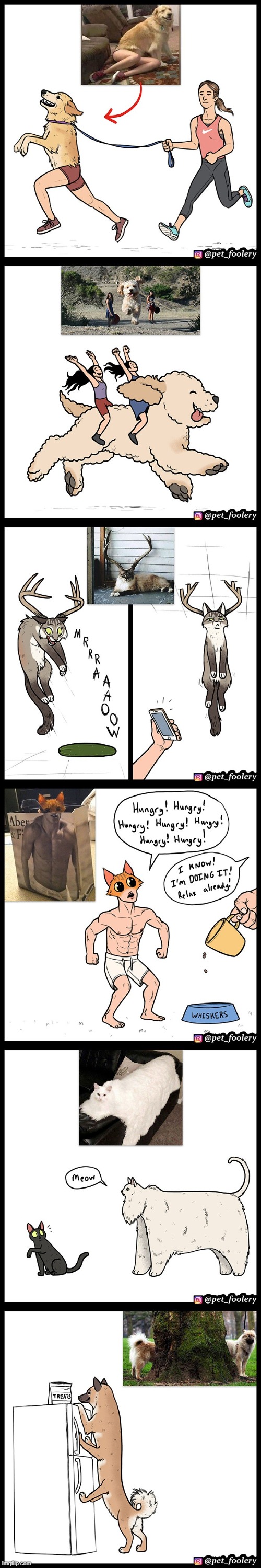 image tagged in dogs,cats,photos,illusions | made w/ Imgflip meme maker