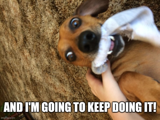 Sock dog | AND I'M GOING TO KEEP DOING IT! | image tagged in sock dog | made w/ Imgflip meme maker