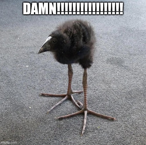Pukeko chick | DAMN!!!!!!!!!!!!!!!!! | image tagged in pukeko chick | made w/ Imgflip meme maker