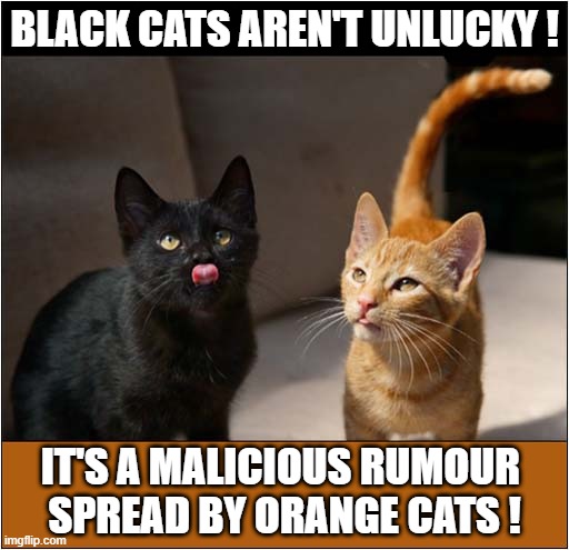 Are Some Cats Evil ? | BLACK CATS AREN'T UNLUCKY ! IT'S A MALICIOUS RUMOUR 
SPREAD BY ORANGE CATS ! | image tagged in cats,black cat,orange cat,rumours | made w/ Imgflip meme maker