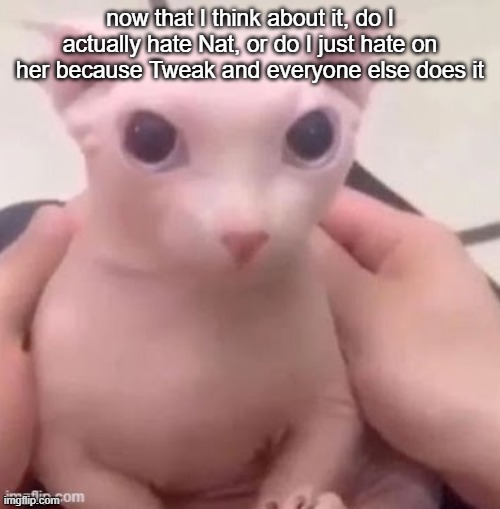 bingus | now that I think about it, do I actually hate Nat, or do I just hate on her because Tweak and everyone else does it | image tagged in bingus | made w/ Imgflip meme maker