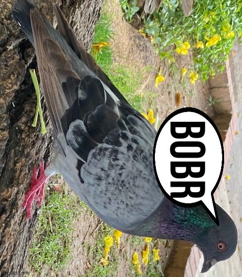 bobr | bobr | image tagged in the horizontal bobr approves your existence,nut | made w/ Imgflip meme maker