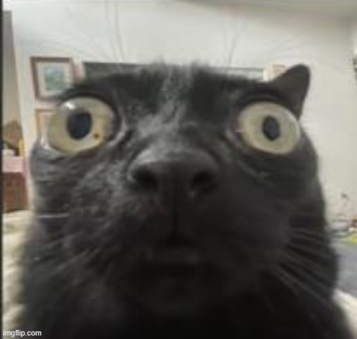 Cat..... Stare...... You.... | image tagged in e | made w/ Imgflip meme maker