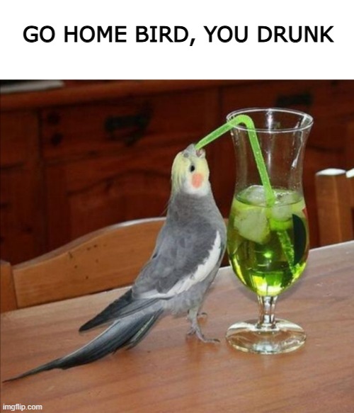 bird stole a drink | GO HOME BIRD, YOU DRUNK | image tagged in bird drinking green juice,go home youre drunk | made w/ Imgflip meme maker