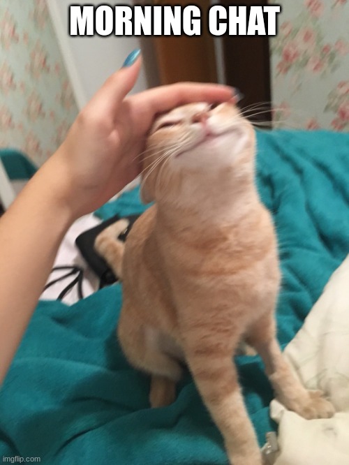 I have a concert tonight, i'm scared :'> | MORNING CHAT | image tagged in cat pat | made w/ Imgflip meme maker