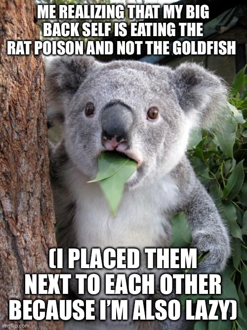 My big back self | ME REALIZING THAT MY BIG BACK SELF IS EATING THE RAT POISON AND NOT THE GOLDFISH; (I PLACED THEM NEXT TO EACH OTHER BECAUSE I’M ALSO LAZY) | image tagged in memes,surprised koala,poison,fat,goldfish | made w/ Imgflip meme maker