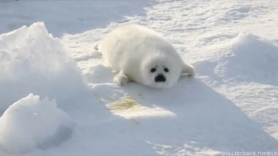 Baby Seal Blank Meme Template