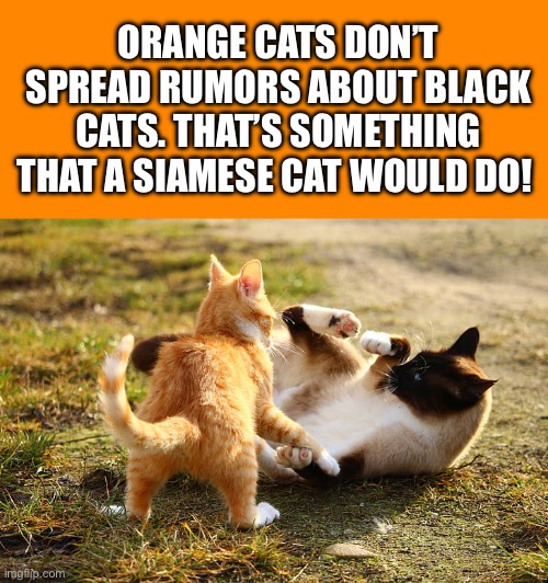 Of course, that’s only a rumor… | ORANGE CATS DON’T SPREAD RUMORS ABOUT BLACK CATS. THAT’S SOMETHING THAT A SIAMESE CAT WOULD DO! | image tagged in cats,orange cat,siamese cat,rumors | made w/ Imgflip meme maker