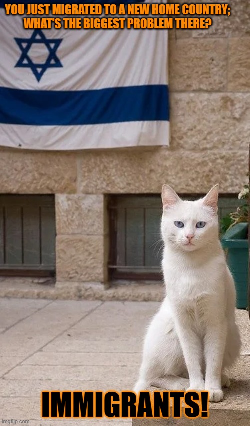 This #lolcat wonders if immigrants really are the biggest problem | YOU JUST MIGRATED TO A NEW HOME COUNTRY;
WHAT'S THE BIGGEST PROBLEM THERE? IMMIGRANTS! | image tagged in immigration,israel,lolcat,hypocrisy,immigrants | made w/ Imgflip meme maker