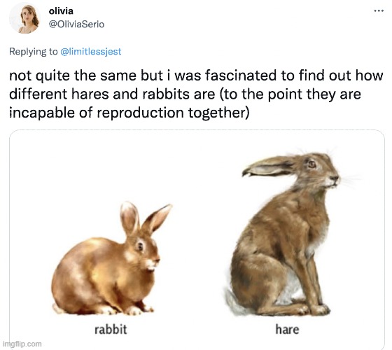 just a hare | image tagged in rabbits | made w/ Imgflip meme maker