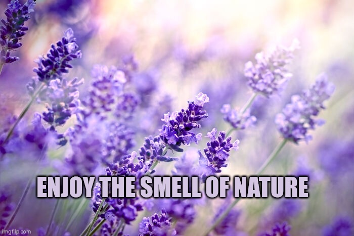 Enjoy the smell of nature | ENJOY THE SMELL OF NATURE | image tagged in lavender,wellbeing | made w/ Imgflip meme maker