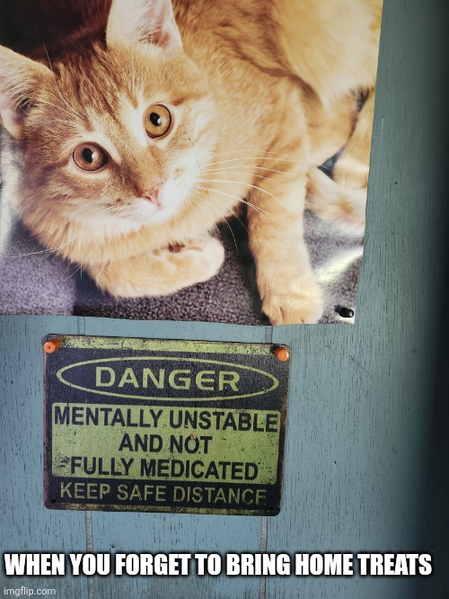 Crazy cat | WHEN YOU FORGET TO BRING HOME TREATS | image tagged in crazy cat | made w/ Imgflip meme maker