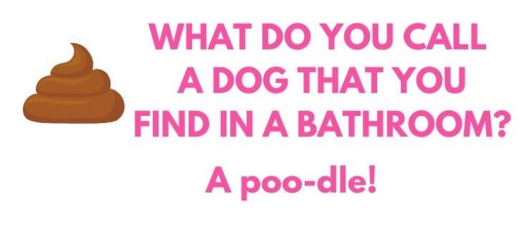 A Poo-dle | image tagged in poop,poodle,bad joke,potty humor,bathroom humor,funny memes | made w/ Imgflip meme maker