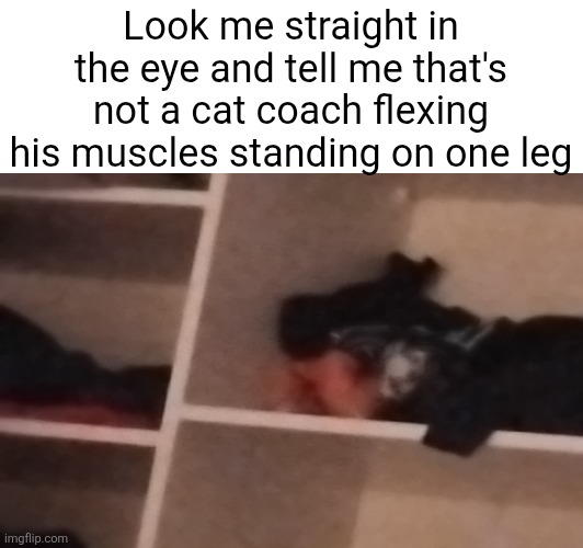 Look me straight in the eye and tell me that's not a cat coach flexing his muscles standing on one leg | image tagged in cat | made w/ Imgflip meme maker