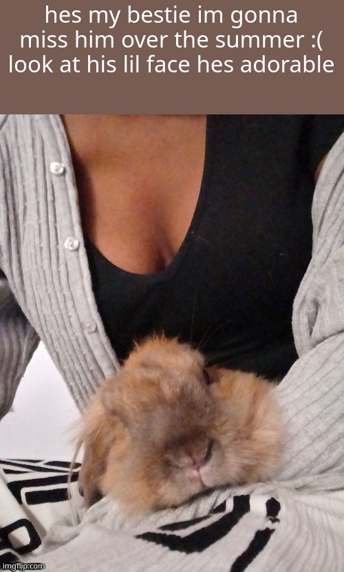hes a class pet which is why i wont see him over the summer | hes my bestie im gonna miss him over the summer :( look at his lil face hes adorable | made w/ Imgflip meme maker