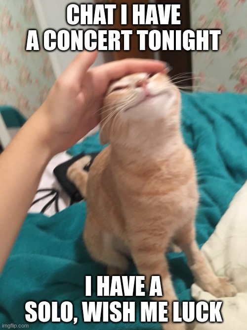 :3 | CHAT I HAVE A CONCERT TONIGHT; I HAVE A SOLO, WISH ME LUCK | image tagged in cat pat | made w/ Imgflip meme maker