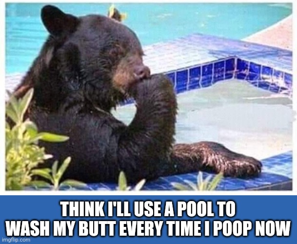 Thinking bear | THINK I'LL USE A POOL TO WASH MY BUTT EVERY TIME I POOP NOW | image tagged in thinking bear | made w/ Imgflip meme maker