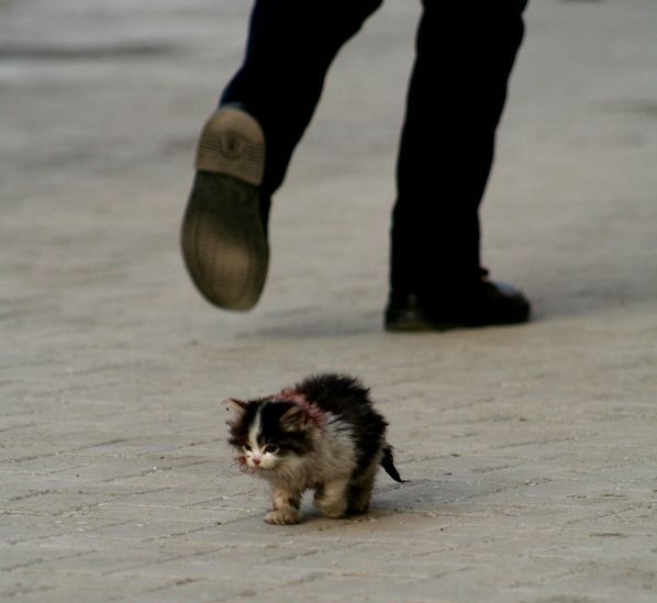 image tagged in kittens,animals,cats