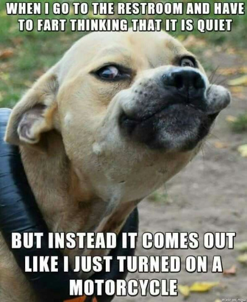 Motorcycle Fart | image tagged in dogs,funny dogs,facial expressions,embarrassing,farted,motorcycle | made w/ Imgflip meme maker