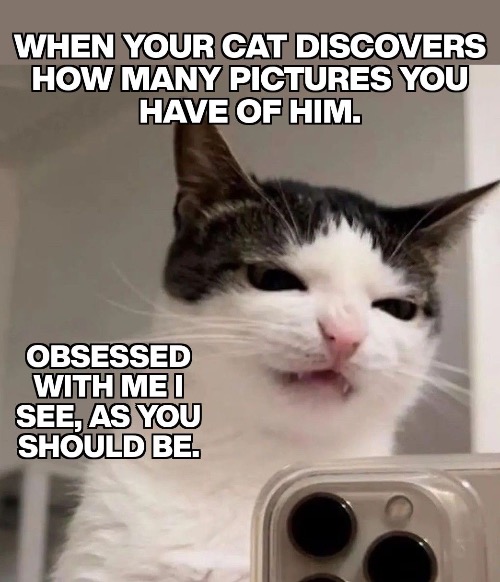 Arrogant Piece Of Crap | image tagged in cats,funny cats,arrogance,piece of crap,obsessed,obey | made w/ Imgflip meme maker