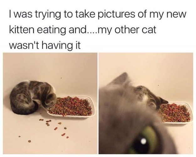 Wasn't Having It | image tagged in cats,funny cat memes,kitten,eating,jealousy,anger | made w/ Imgflip meme maker