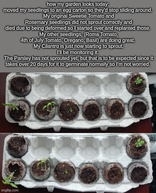 Sorry if the pictures are wonky, I was struggling to photograph it so I used the Panorama function on my phone | how my garden looks today: 
moved my seedlings to an egg carton so they'd stop sliding around. 
My original Sweetie Tomato and Rosemary seedlings did not sprout correctly and died due to being deformed so I started over and replanted those. 
My other seedlings, (Roma Tomato, 4th of July Tomato, Oregano, Basil) are doing great. 
My Cilantro is just now starting to sprout, I'll be monitoring it. 
The Parsley has not sprouted yet, but that is to be expected since it takes over 20 days for it to germinate normally so I'm not worried. | made w/ Imgflip meme maker
