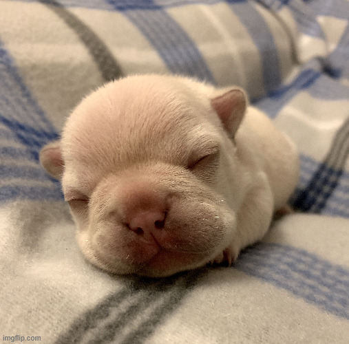 micro pibble | made w/ Imgflip meme maker