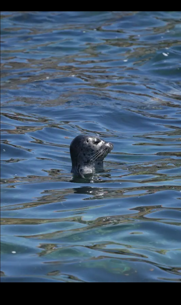 Searching Seal Blank Meme Template