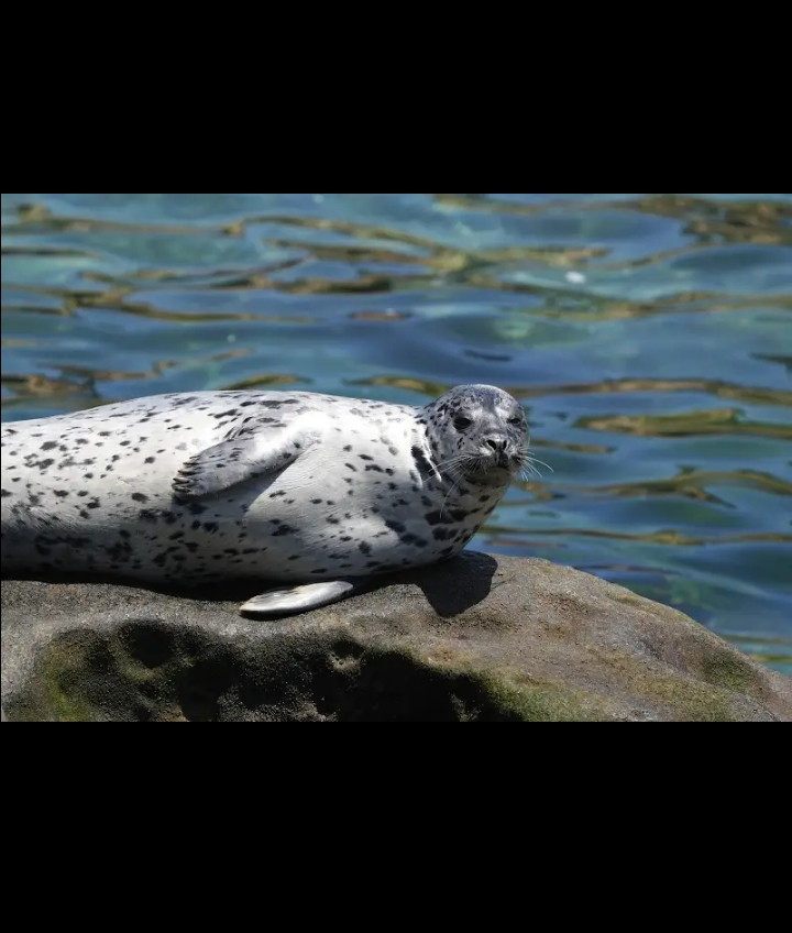 High Quality Seal Blank Meme Template