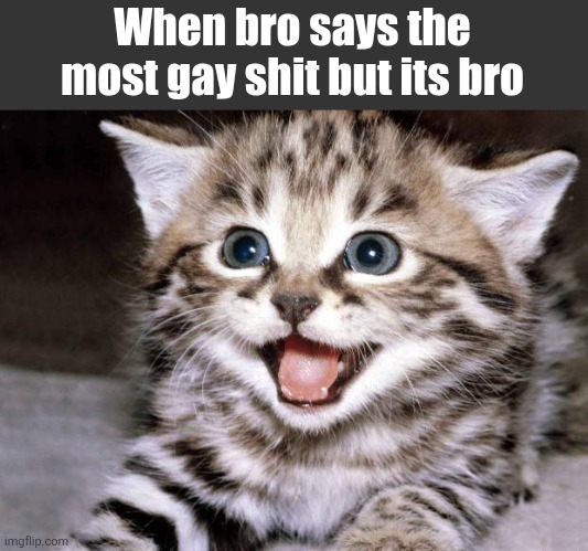 Uber Cute Cat | When bro says the most gay shit but its bro | image tagged in uber cute cat | made w/ Imgflip meme maker