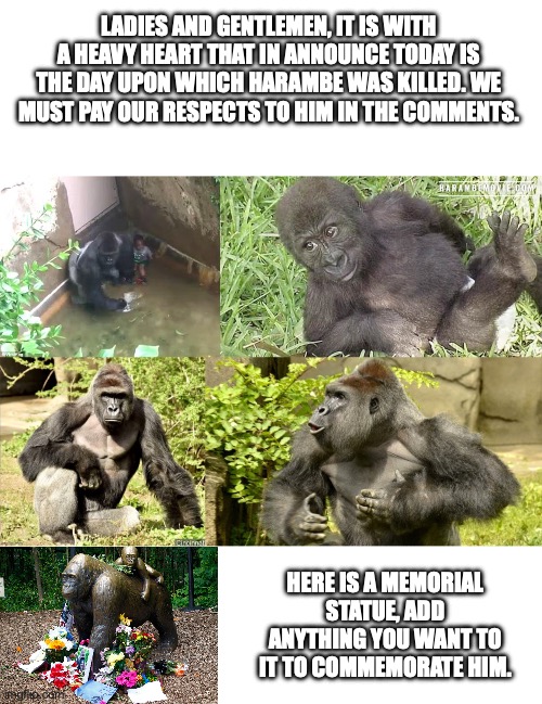 *sad Orangutan noises* | LADIES AND GENTLEMEN, IT IS WITH A HEAVY HEART THAT IN ANNOUNCE TODAY IS THE DAY UPON WHICH HARAMBE WAS KILLED. WE MUST PAY OUR RESPECTS TO HIM IN THE COMMENTS. HERE IS A MEMORIAL STATUE, ADD ANYTHING YOU WANT TO IT TO COMMEMORATE HIM. | image tagged in blank white template | made w/ Imgflip meme maker