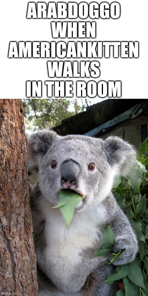 Surprised Koala | ARABDOGGO WHEN AMERICANKITTEN WALKS IN THE ROOM | image tagged in memes,surprised koala | made w/ Imgflip meme maker