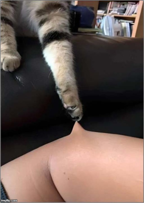 Owwwww ! | image tagged in cats,claw,pain | made w/ Imgflip meme maker