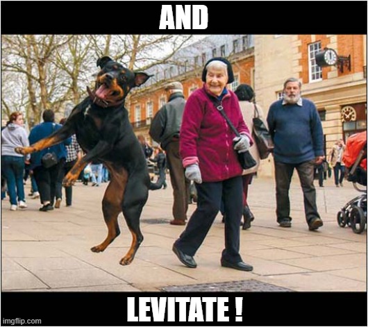 It's A Kind Of Magic ! | AND; LEVITATE ! | image tagged in dogs,rottweiller,levitate,magic | made w/ Imgflip meme maker
